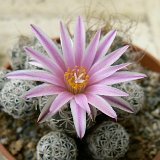 Turbinicarpus schmiedickeanus ssp. macrochele El Cardonal Mexico ©JLcoll.4403.JPG